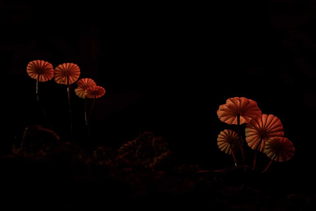 Lanterne rosse