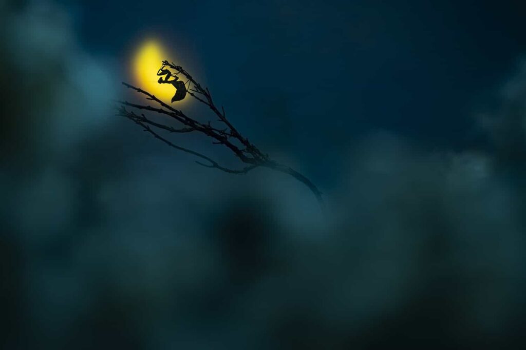 Under the moon light