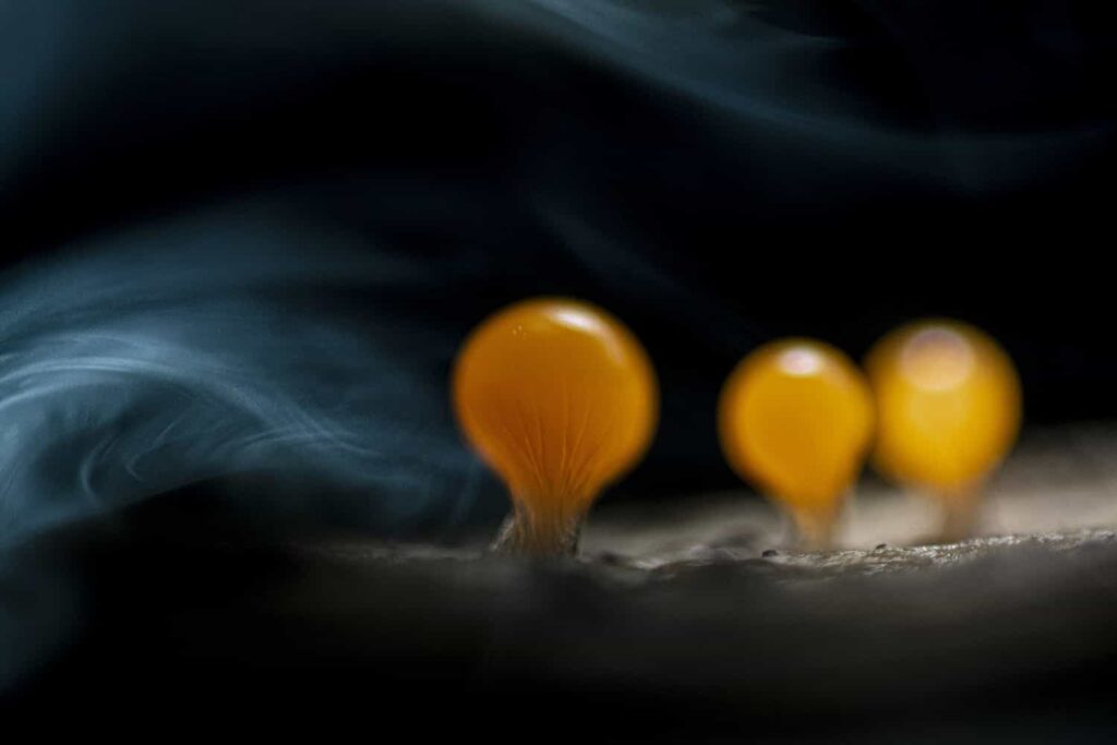 Micro