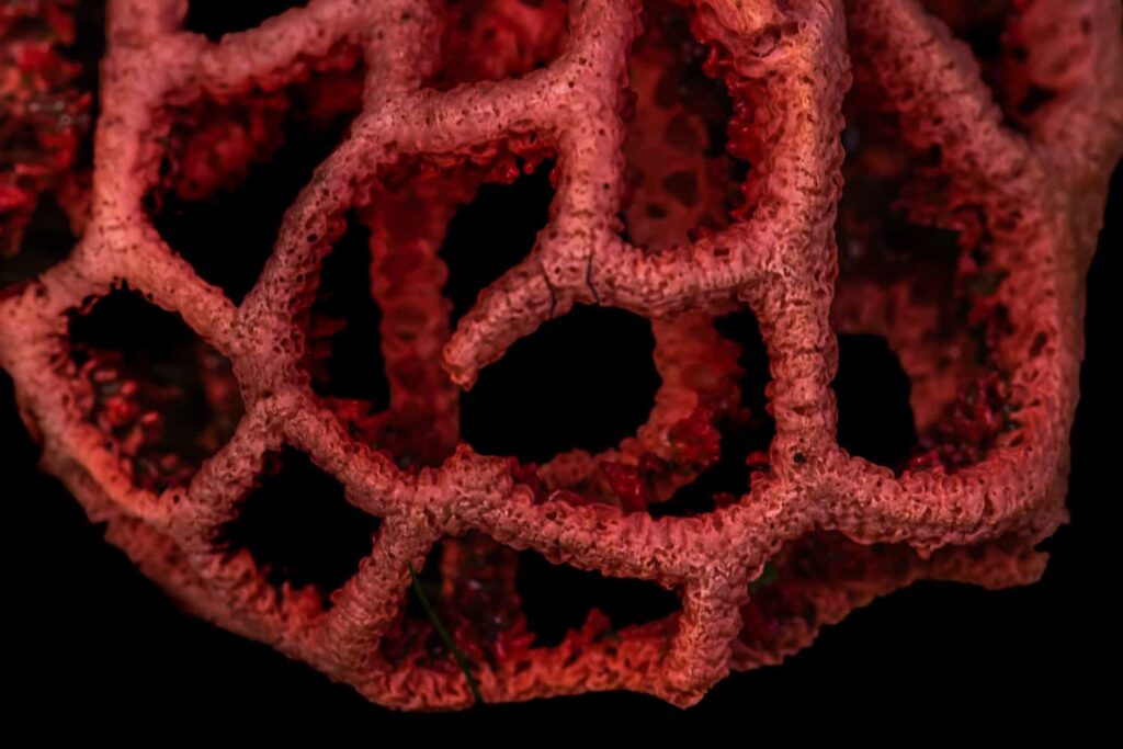 Fungo lanterna
