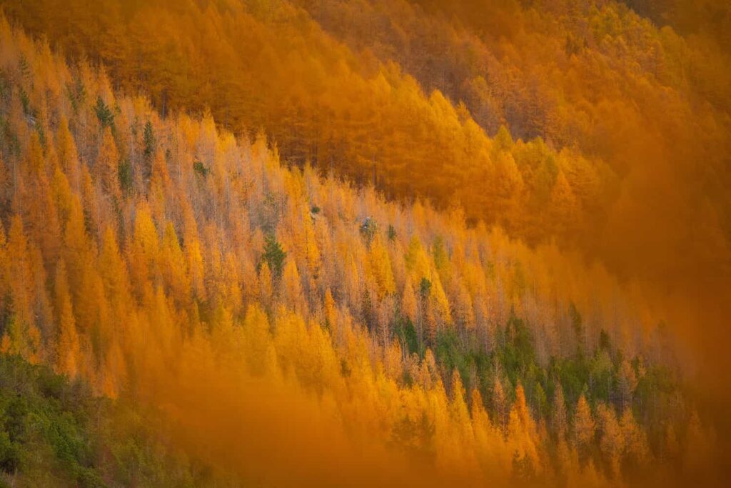 Parco nazionale dello Stelvio foliage nella magnifica terra
