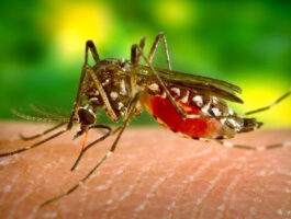 Primo caso di febbre dengue in Valle d\'Aosta
