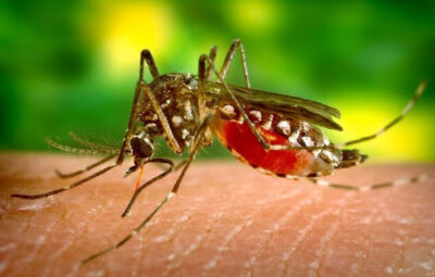 Primo caso di febbre dengue in Valle d'Aosta
