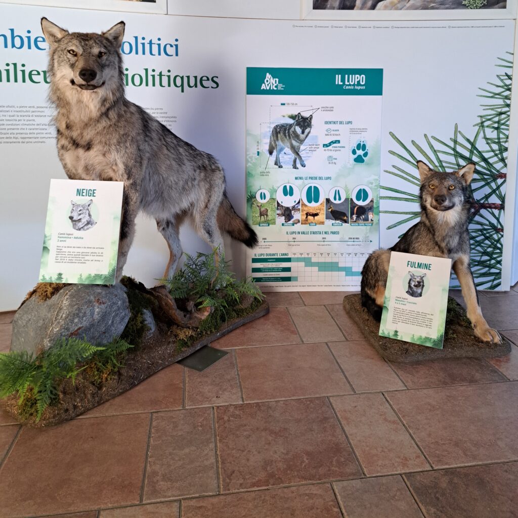 I lupi del Parco naturale Mont Avic