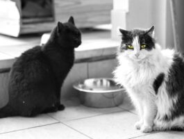 Prevenzione del randagismo e identificazione tramite microchip dei gatti