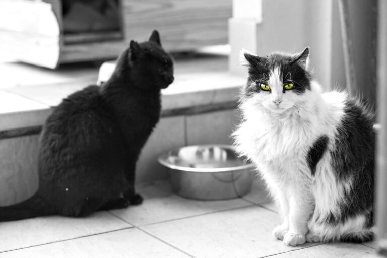 Prevenzione del randagismo e identificazione tramite microchip dei gatti