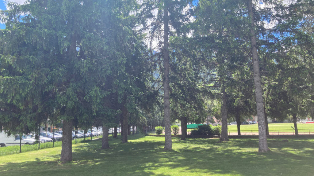 Gli alberi a fianco della pista di atletica al campo 'Tesolin' di Aosta