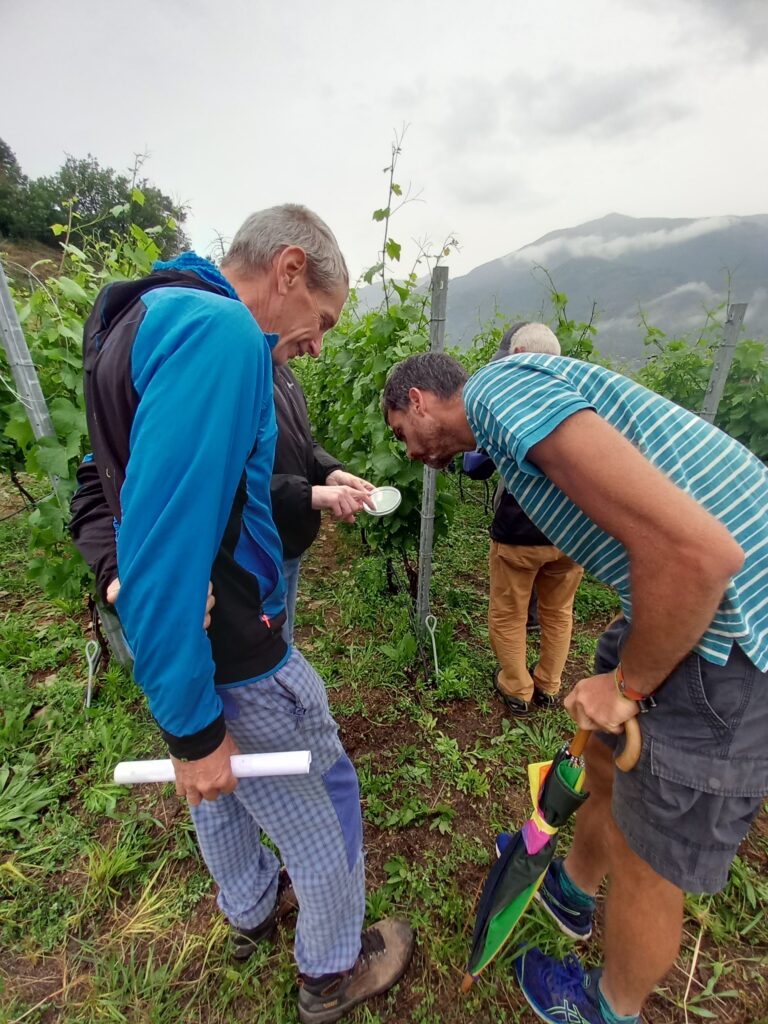 Incontro su Flavescenza 2024