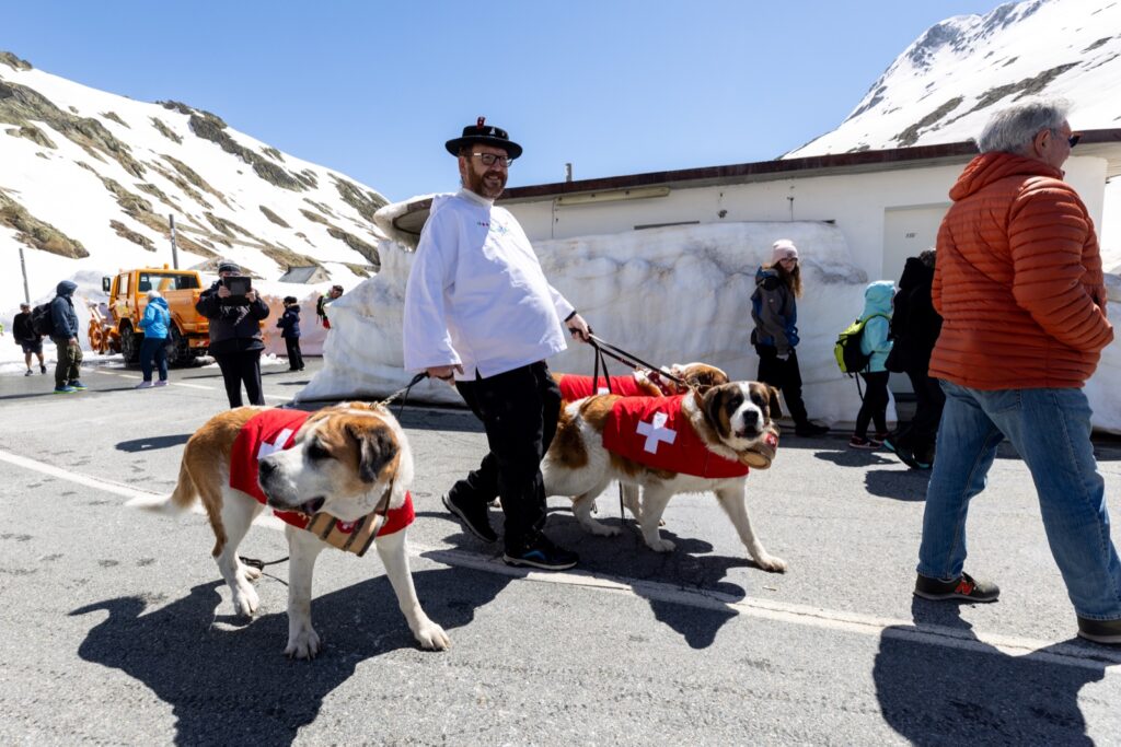 Apertura del Colle del Gran San Bernardo 2024, cani San Bernardo