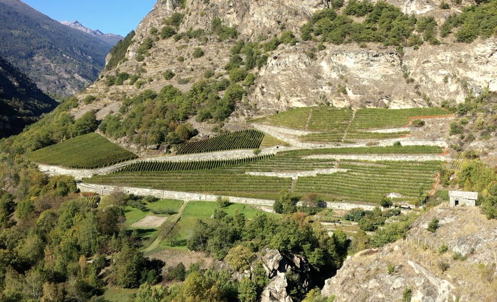 Vigne Arvier