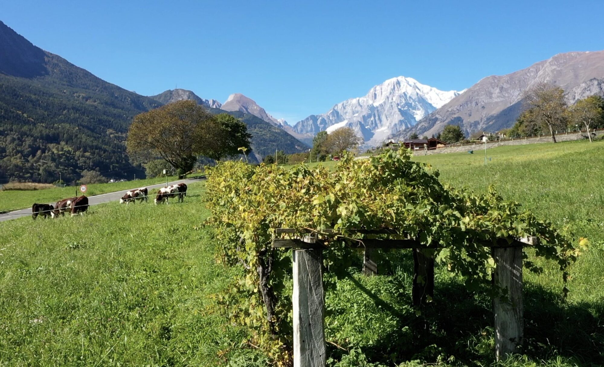 Domande per nuovi impianti viticoli
