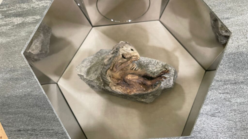 mummia marmotta lyskamm