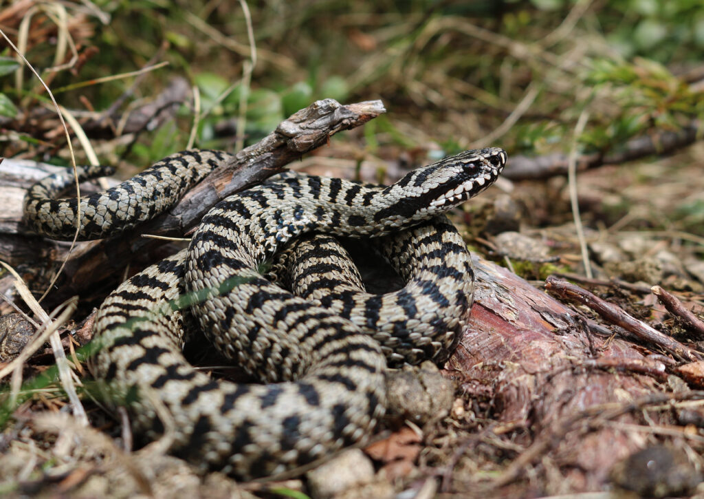 vipera walser