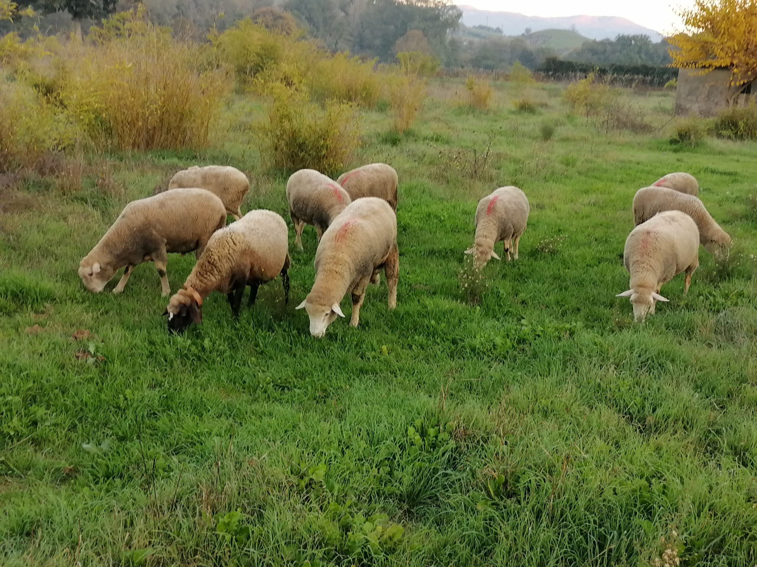 Focolai di bluetongue: slittano le Batailles