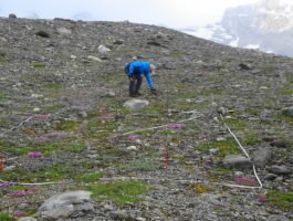 Parco Gran Paradiso: le piante colonizzano gli ex ghiacciai