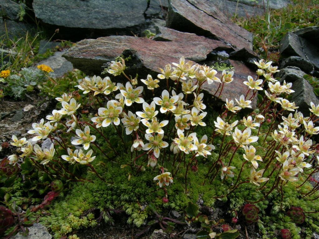 Saxifraga Bryoides