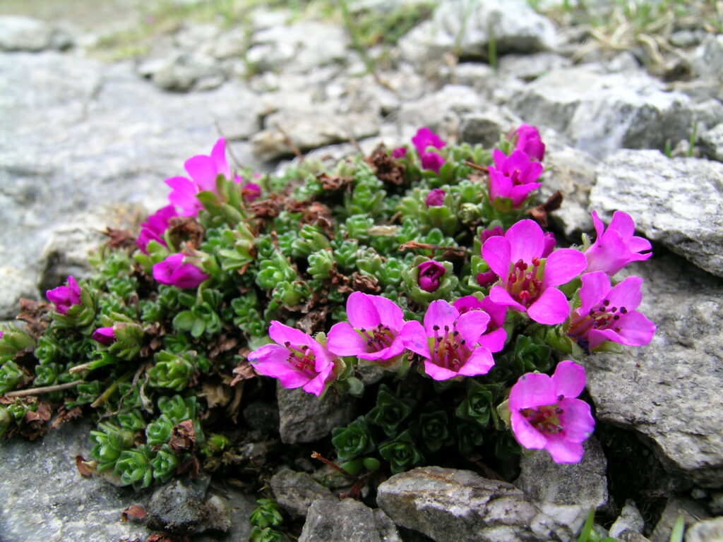 Saxifraga Oppositifolia