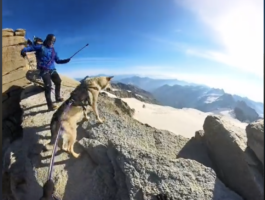 Un cane sulla vetta del Gran Paradiso