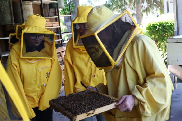 Bando per gli aiuti al settore apistico in Valle d’Aosta