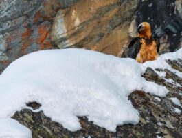 Protezione del gipeto: istituita una zona a tutela della nidificazione a Cogne