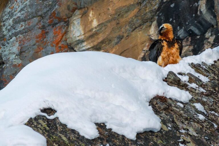 Protezione del gipeto: istituita una zona a tutela della nidificazione a Cogne