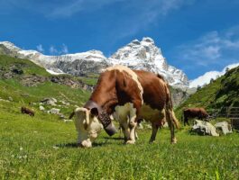 Dichiarazioni di monticazione 2025 anche online