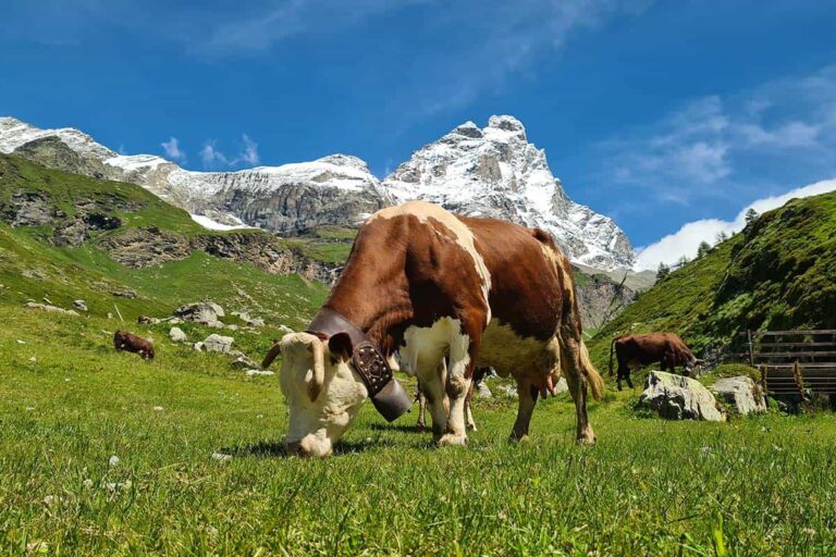 Dichiarazioni di monticazione 2025 anche online