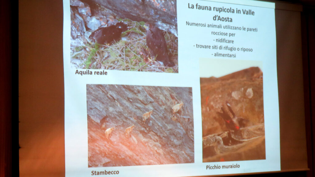 Alcune delle specie rupicole presenti sulle pareti montane della Valle d'Aosta