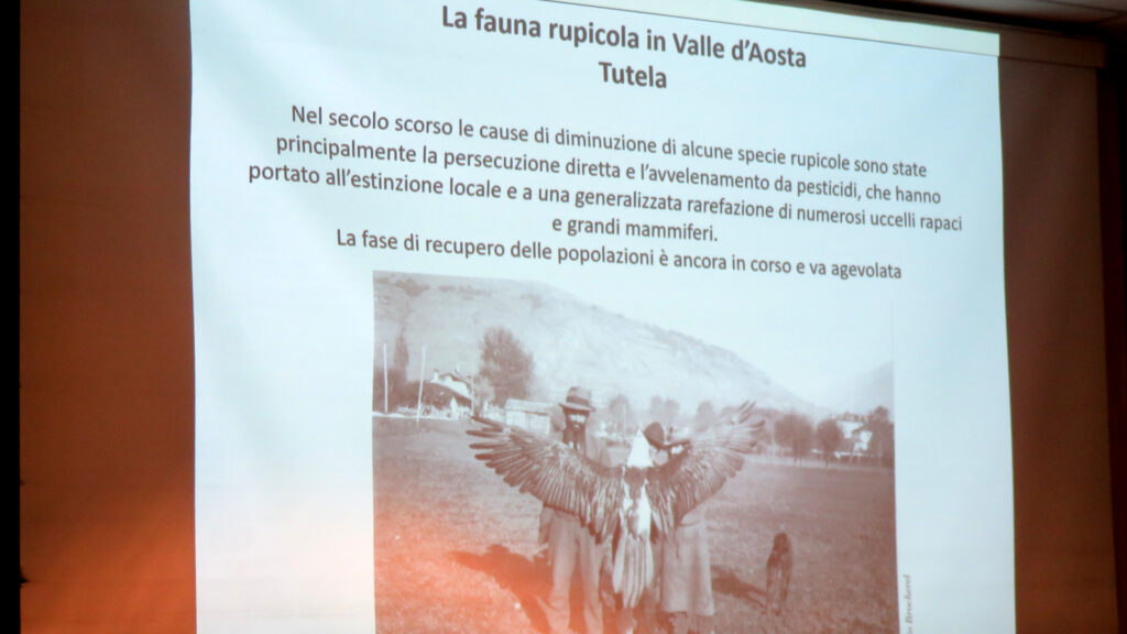 Una foto dell'inizio dello scorso secolo dopo l'abbattimento di un gipeto