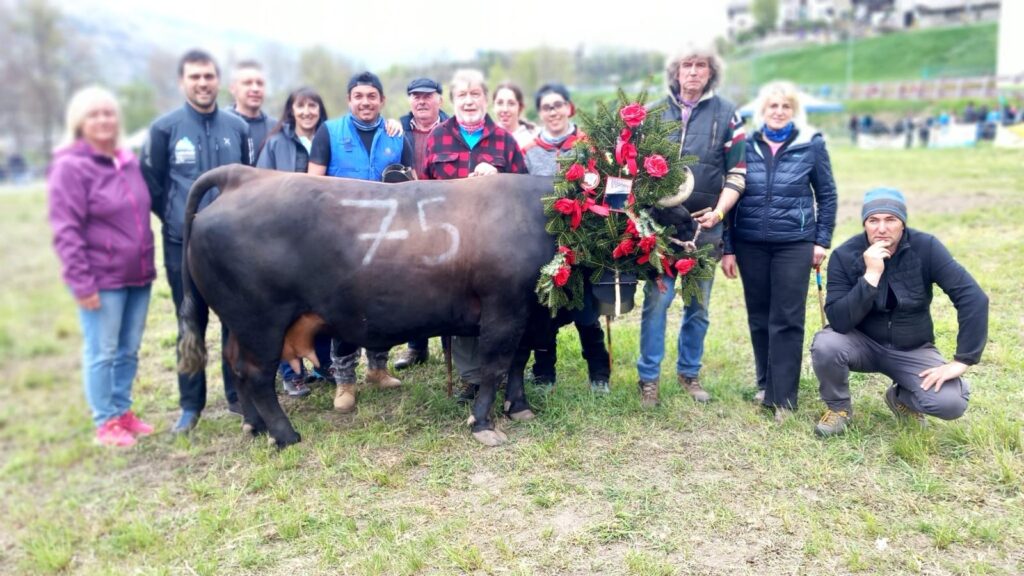 Baronne, regina di seconda categoria all'eliminatoria di Aymavilles il 13 aprile 2025 del Concours régional Batailles de reines.