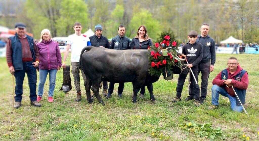 Manda, regina di terza categoria all'eliminatoria di Aymavilles il 13 aprile 2025 del Concours régional Batailles de reines