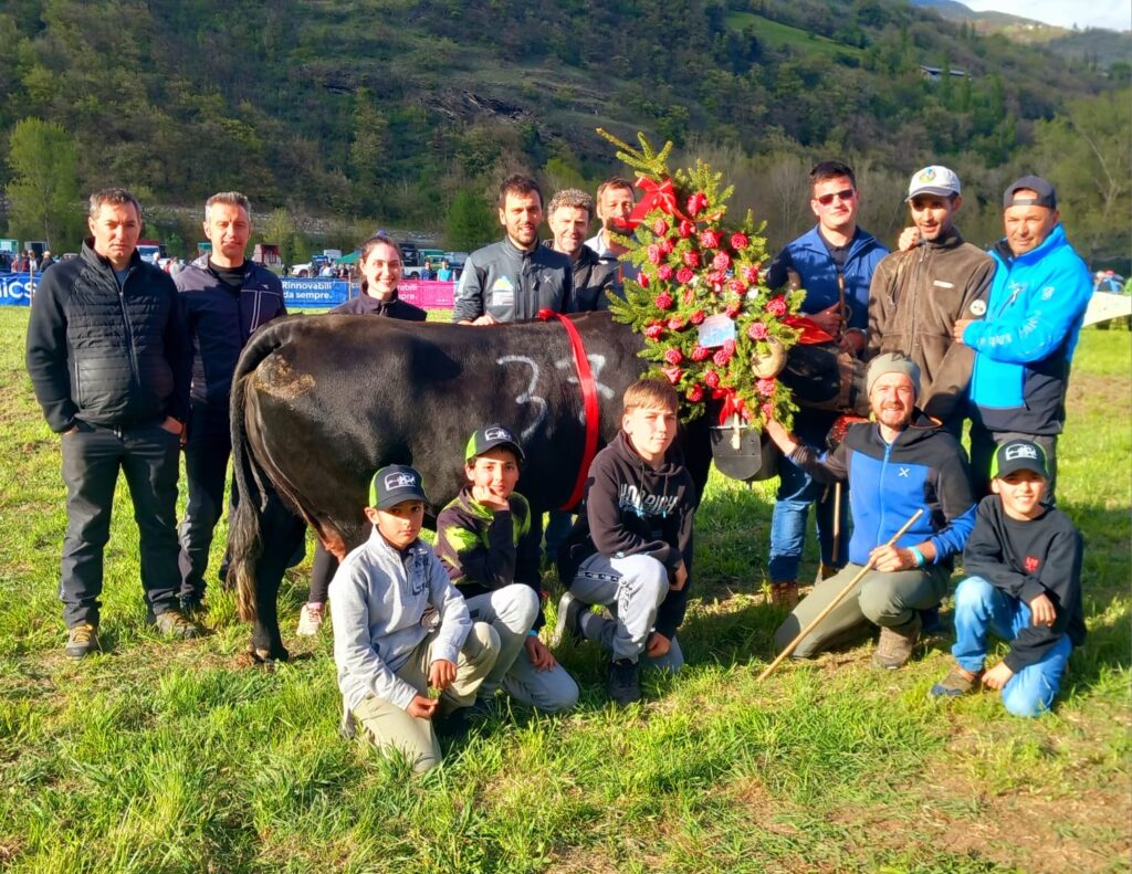 Guizza, regina di prima categoria all'eliminatoria di Fénis del 21 aprile 2025 del Concours régional Batailles de reines.