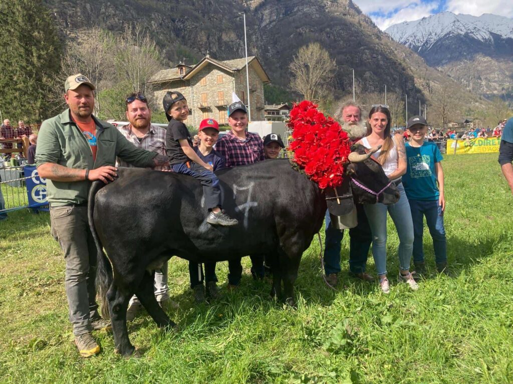 Moteila, regina di terza categoria all'eliminatoria di Issime il 25 aprile 2025 del Concours régional Batailles de reines.