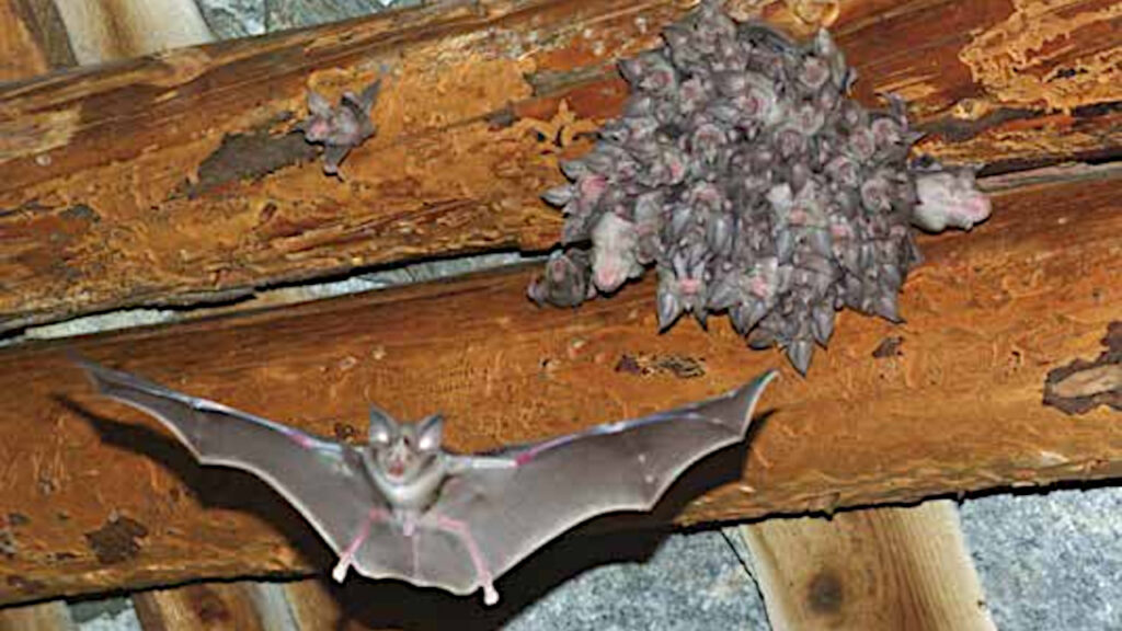 Pipistrelli nella cattedrale di Aosta