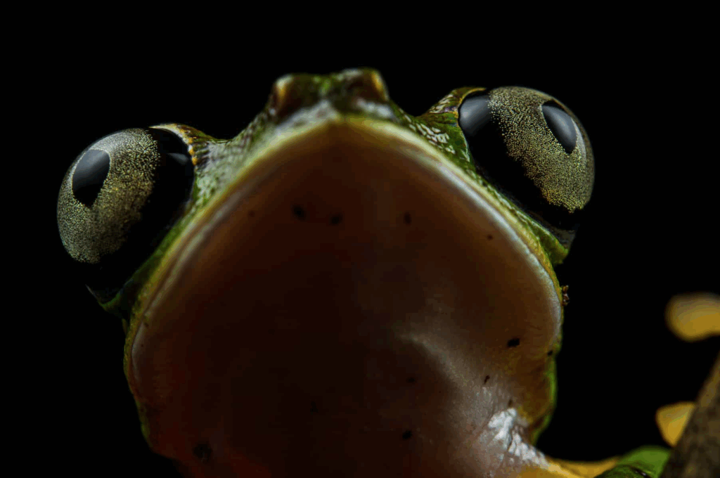 Natura in Evoluzione anfibi