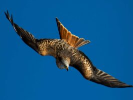 Natura in evoluzione 2025 al Parco nazionale Gran Paradiso