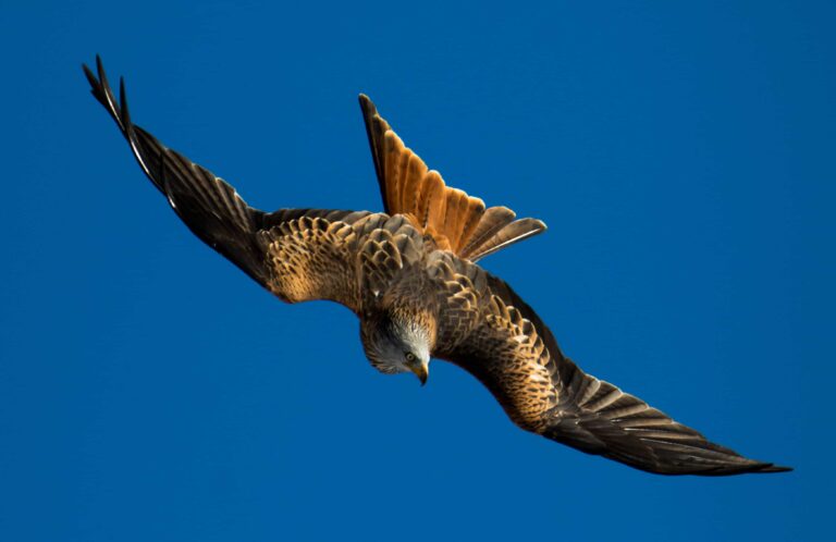Natura in evoluzione 2025 al Parco nazionale Gran Paradiso