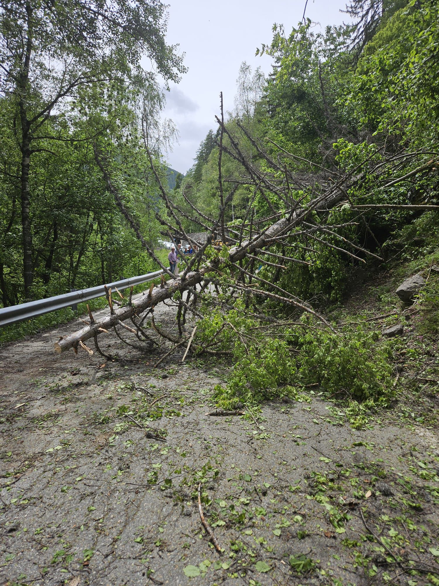 Riaperta la strada per Valgrisenche dopo caduta piante