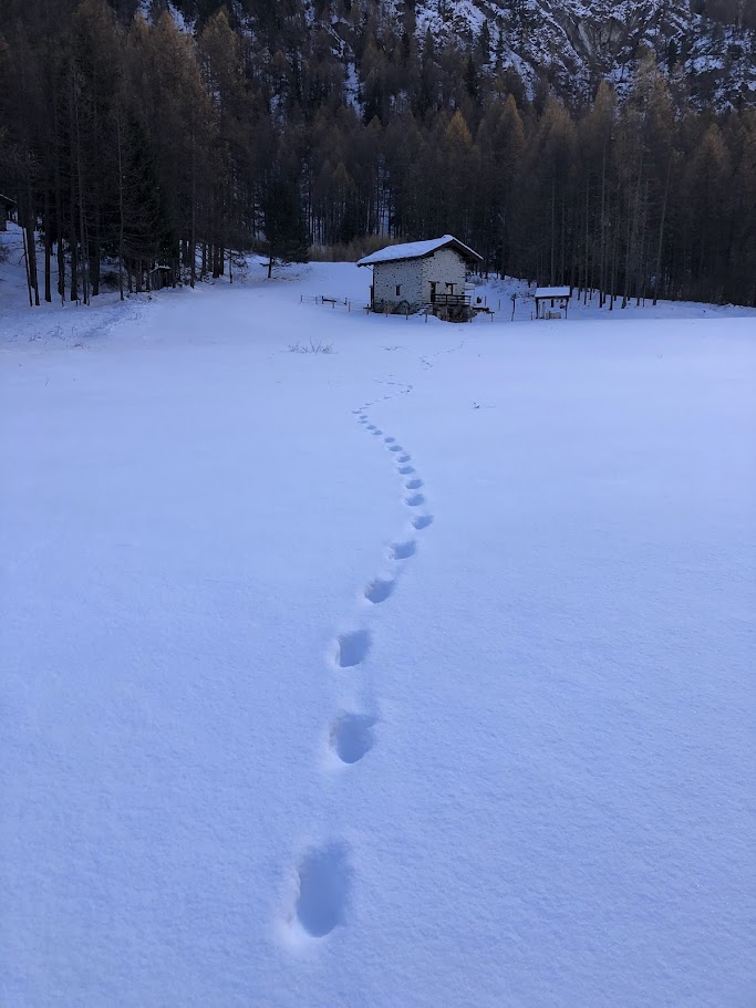 Progetto Co-Wolf