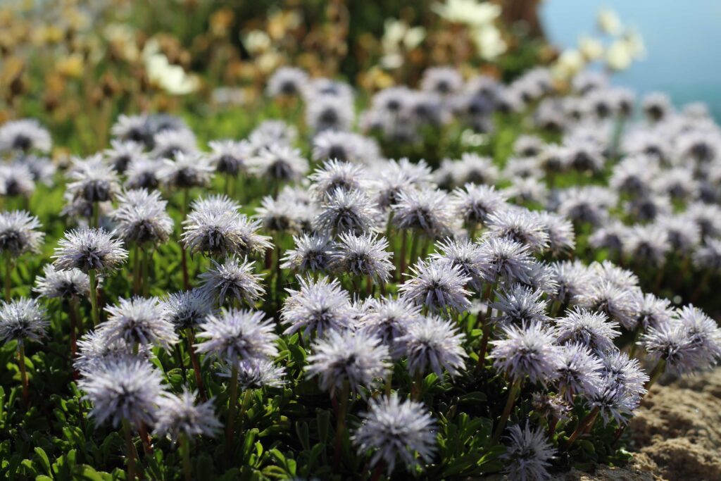 Giardino Botanico Alpino Saussurea