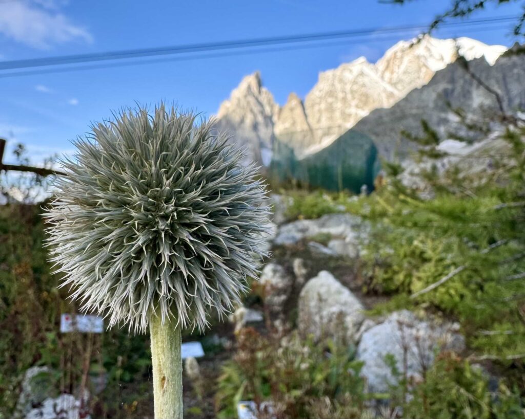 Giardino Botanico Alpino Saussurea