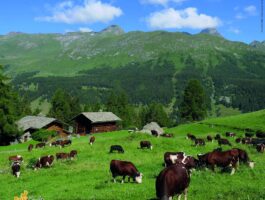Alpages Ouverts 2025