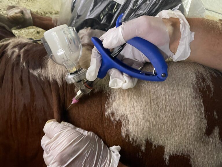 Chiuso il piano vaccinale contro la Dermatite nodulare, riprendono le movimentazioni