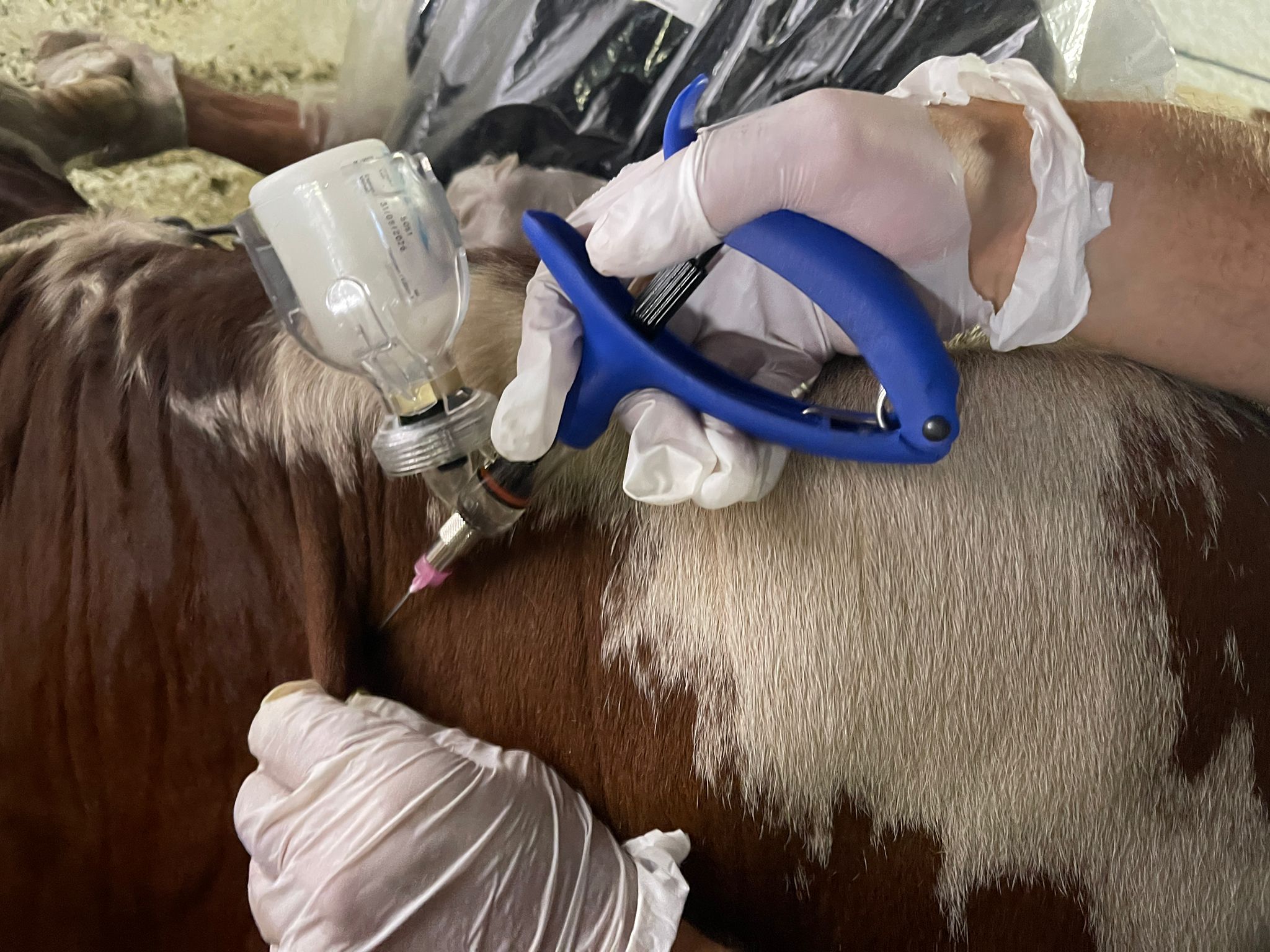 Chiuso il piano vaccinale contro la Dermatite nodulare, riprendono le movimentazioni