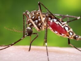 Un paziente positivo al virus West Nile