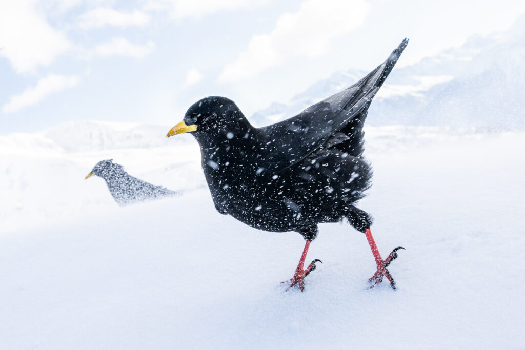 Snowstorm - BRONZE AWARD Snowstorm Luca Lorenz, Germany Alpine Chough, Pyrrhocorax graculus. Gemmi Pass, Switzerland