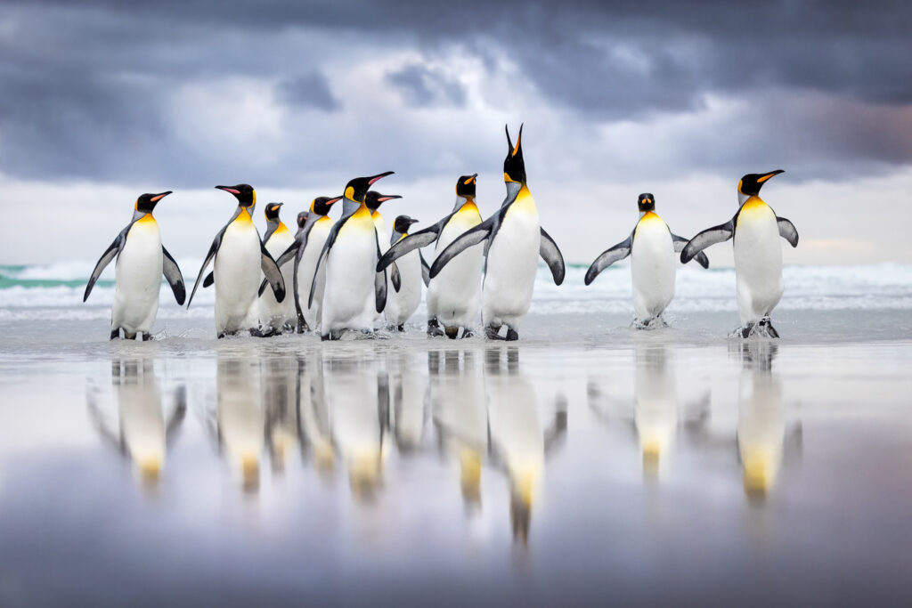 The Landing - BRONZE AWARD Triumphant Arrival Steffen Foerster, Germany King Penguin, Aptenodytes patagonicus. Volunteer Point, Falkland Islands (Malvinas)