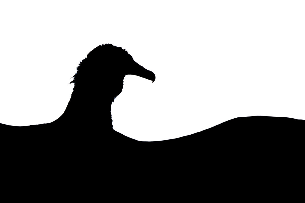 Gold 15 17 Years - GOLD AWARD AND YOUNG BIRD PHOTOGRAPHER OF THE YEAR 2025 Minimalist Wings Tomasz Michalski, Poland Black Vulture, Coragyps atratus. Popoyo, Nicaragua