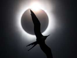 Bird Photographer of the Year 2025