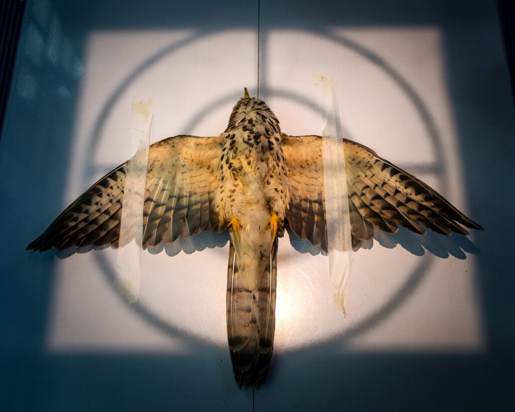 Gold Conservation Single Image